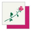 pink rose